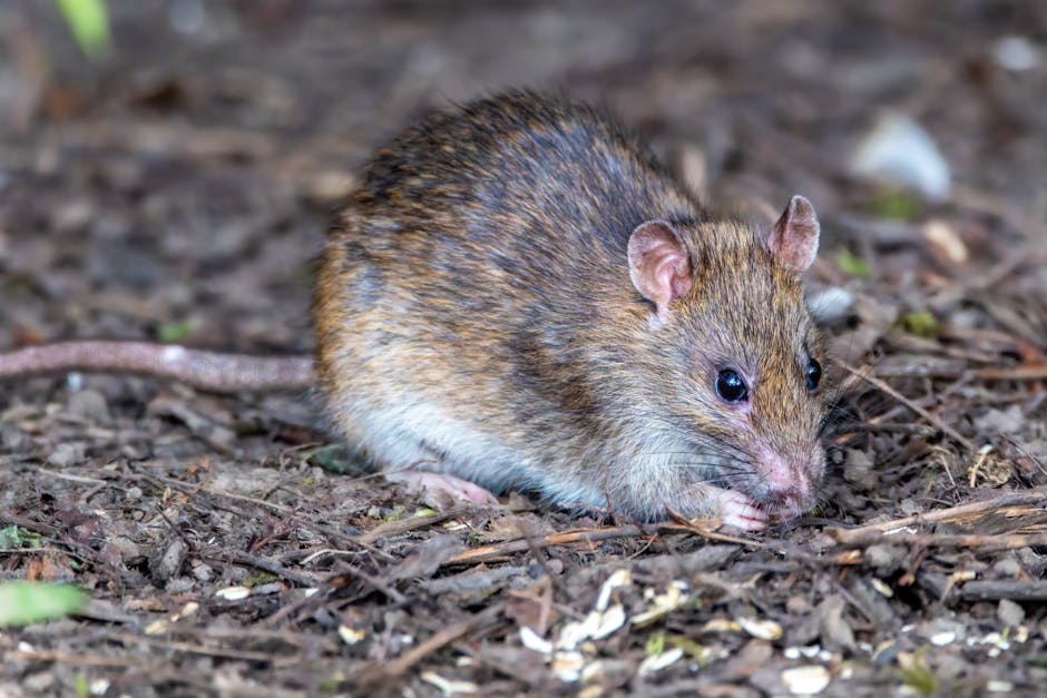 Close-up image of a small rodent, likely a field mouse or vole, with brown and beige fur exhibiting fine, soft textures. The rodent has large, dark, glossy eyes and small rounded ears positioned on to